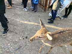 -北京鹿世界主题园