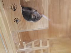 -BABIT巴比特宠物(MOMOPARK店)