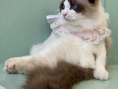 -怪兽屋·羊驼·猫咖·狗咖(俊华广场店)