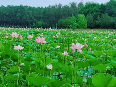 -东郊湿地公园