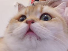 -小小班私人影院·猫咖(万达茂广场店)