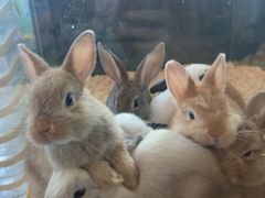 -FAIRYLAND龙族星球主题餐厅(凯丹广场店)