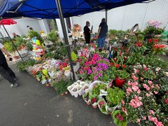 -大自然花鸟鱼虫市场