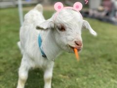 -前小桔亲子创意农场·草莓采摘·露营烧烤