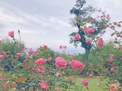 -鹅湖玫瑰文化园