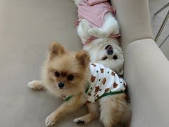 -怪兽屋·羊驼·猫咖·狗咖(俊华广场店)