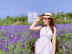 -北京东方普罗旺斯薰衣草庄园