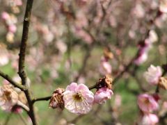 -梅花山(明孝陵内)