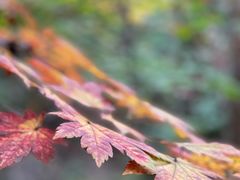 -九如山休闲旅游度假区