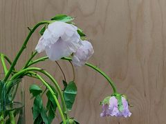 -La Porte de Paris 巴黎之门法式甜品