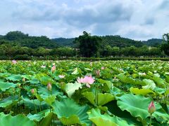 -红山村