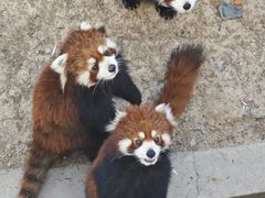 -青藏高原野生动物园