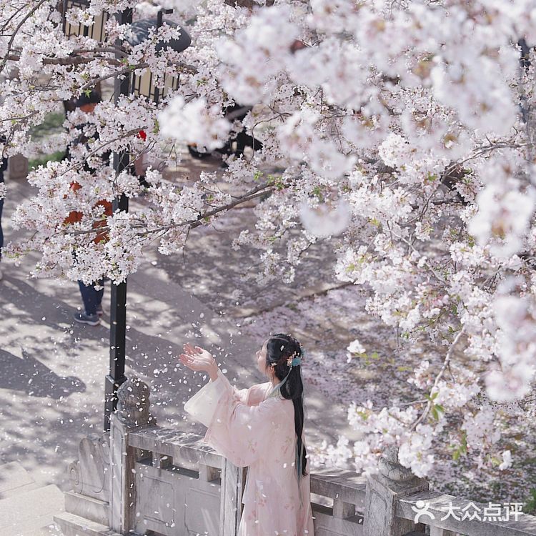 苏城浪漫樱花实录🌸