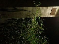 android_upload_pic-月溪香林