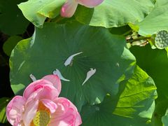 -陈家山荷花公园