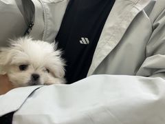 -美联众合动物医院·24h转诊中心