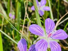 -白草畔自然风景区