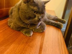 -李小姐の猫咖啡馆(五角场店)