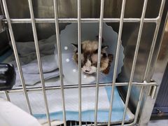 -达爱动物医院·犬猫分区·CT·复杂眼科(远洋山水分院)