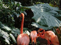 -海南热带野生动植物园