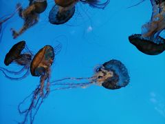 -太平洋海底世界