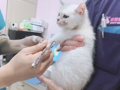 -哆趣宠物医院·眼科·内镜·急重症转诊中心(上海店)