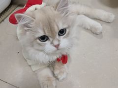 -喵zoo家庭繁育猫舍(尖东智能花园店)