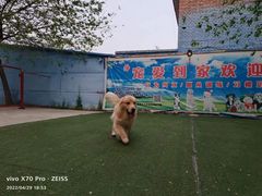 -宠物寄养训练学校