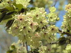 -石家庄市植物园