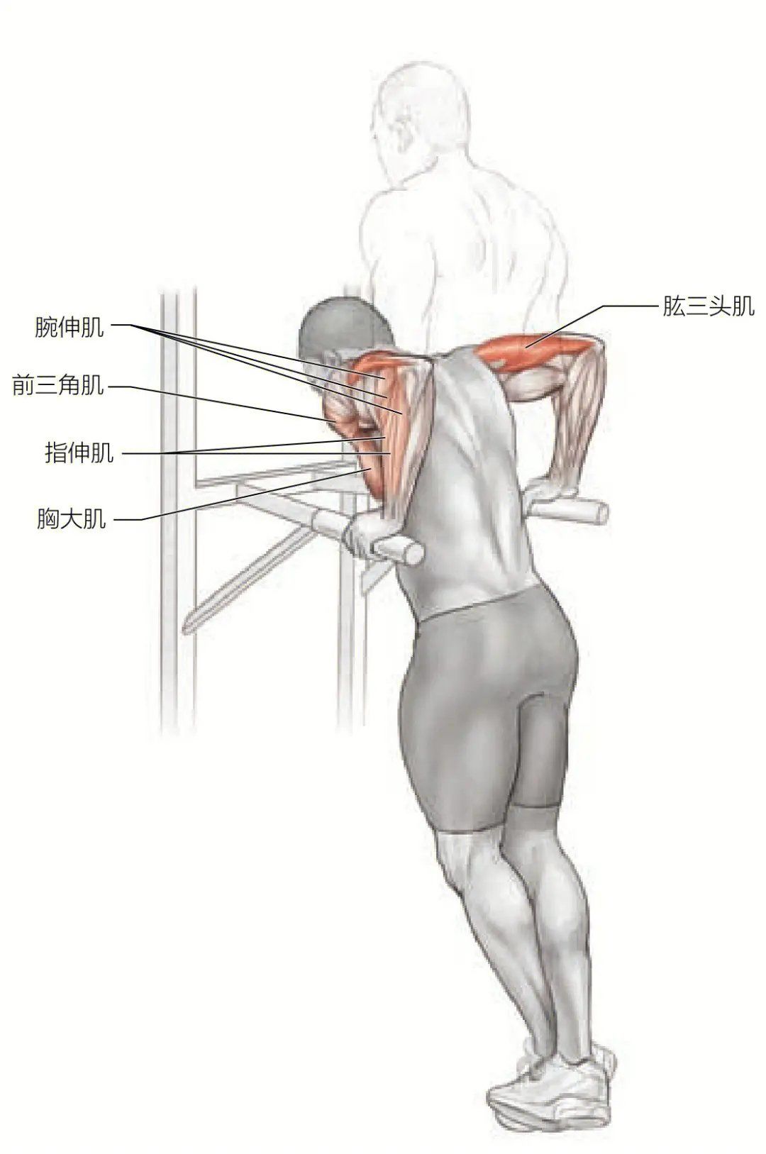 上肢的一块重要肌肉