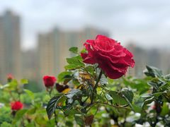 -双季花艺园艺市场(浦东店)