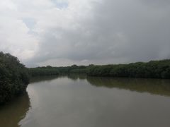 -大湾区中央湿地公园