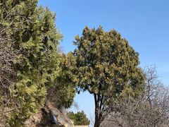 -北京西山国家森林公园