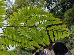 -中国科学院华南植物园