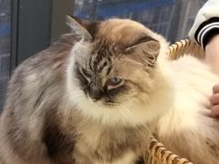 -怪兽屋·羊驼·猫咖·狗咖(俊华广场店)