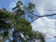 -深圳仙湖植物园