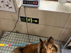 -谐和益家动物医院·免疫绝育·血液透析·宠保定点医院(高新伊藤分院)