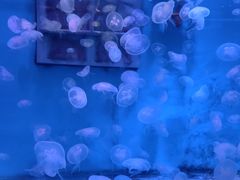 -大连圣亚海洋世界