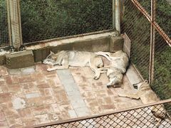 -青藏高原野生动物园