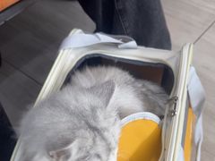 -申普宠物医院·眼科·心内科·影像科(普陀分院)