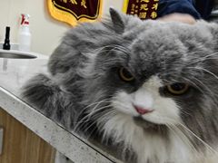 -德元·美联众合24小时动物医院(总院)