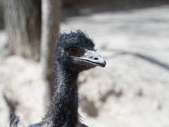 -青藏高原野生动物园