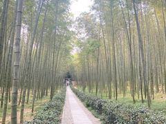 -大奇山国家森林公园