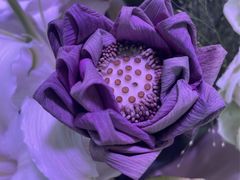 -花鸟鱼虫鲜花绿植市场(玉泉路店)