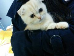 -喵的天空名猫咖啡馆·撸猫·猫舍·用品