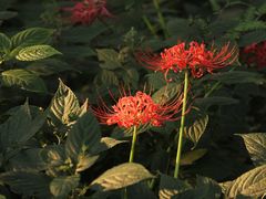 -杭州植物园