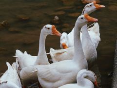 -天台山琼台仙谷景区