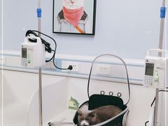 -纳吉亚猫专科动物诊疗中心(蒋宅口分院)