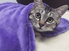 -达爱动物医院·犬猫分区·CT·复杂眼科(远洋山水分院)