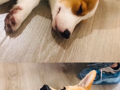 -浣熊柯尔鸭土拨鼠·电玩咖